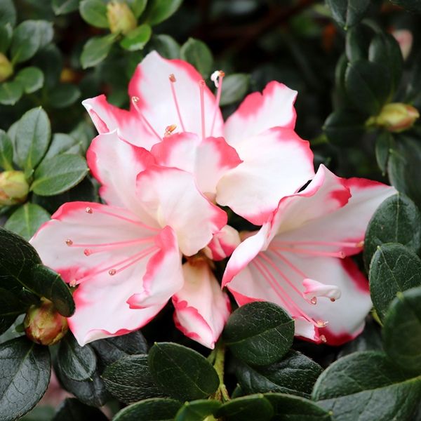 Azalea 'Candy Stripe'