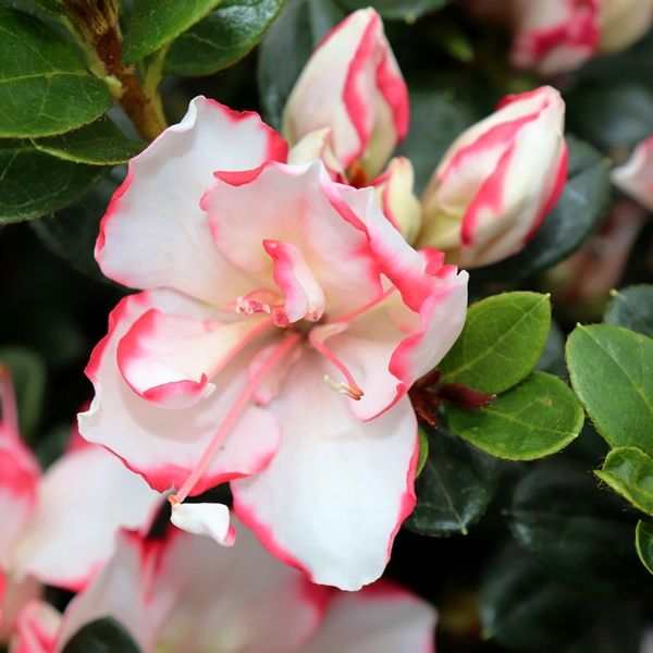 Azalea 'Candy Stripe'