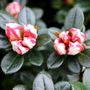 Azalea 'Candy Stripe'