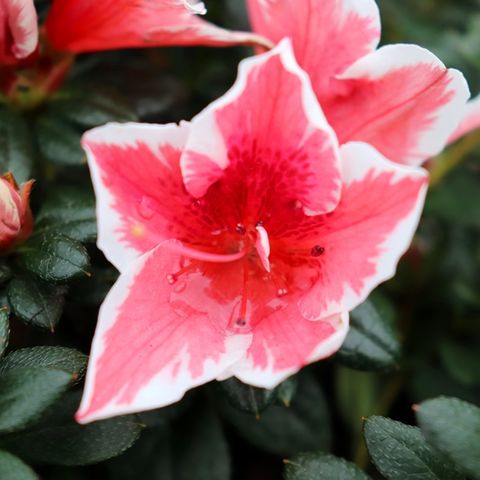 Azalea 'Glacier Pink Dragon'