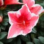 Azalea 'Glacier Pink Dragon'