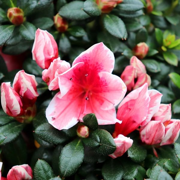 Azalea 'Glacier Pink Dragon'