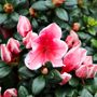 Azalea 'Glacier Pink Dragon'
