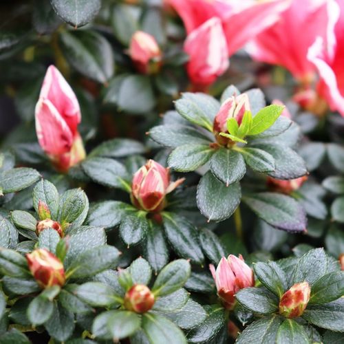 Azalea 'Glacier Pink Dragon'
