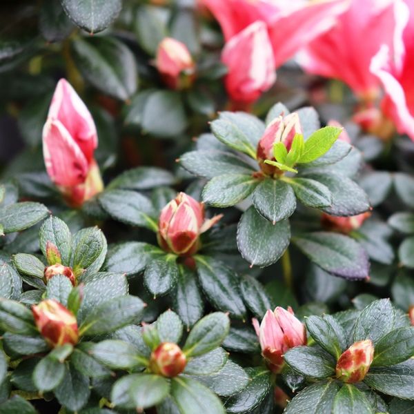 Azalea 'Glacier Pink Dragon'
