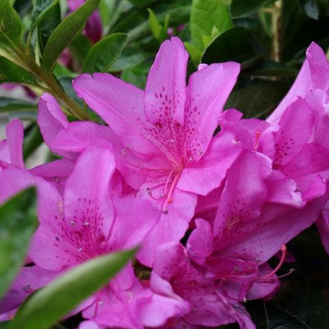 Azalea 'Easter Delight'
