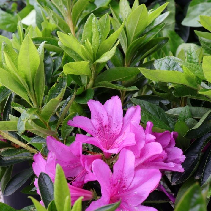Azalea 'Easter Delight'
