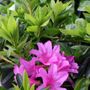 Azalea 'Easter Delight'