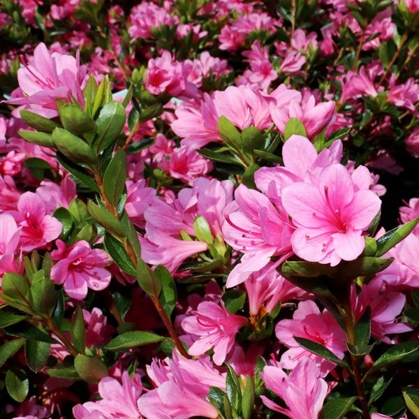 Azalea 'Kirin' - Warners Nurseries