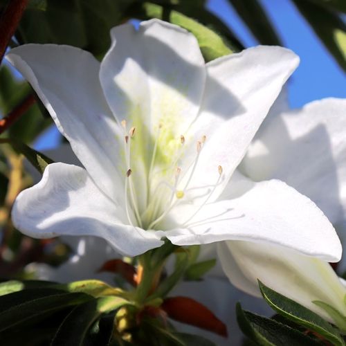 Azalea indica 'Alba Magnifica'