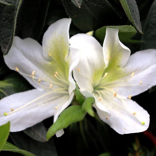 Azalea indica 'Alba Magnifica'