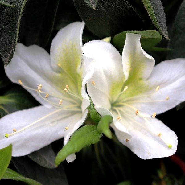 Azalea indica 'Alba Magnifica'