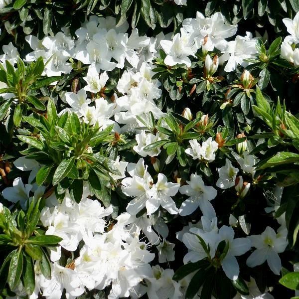 Azalea indica 'Alba Magnifica'