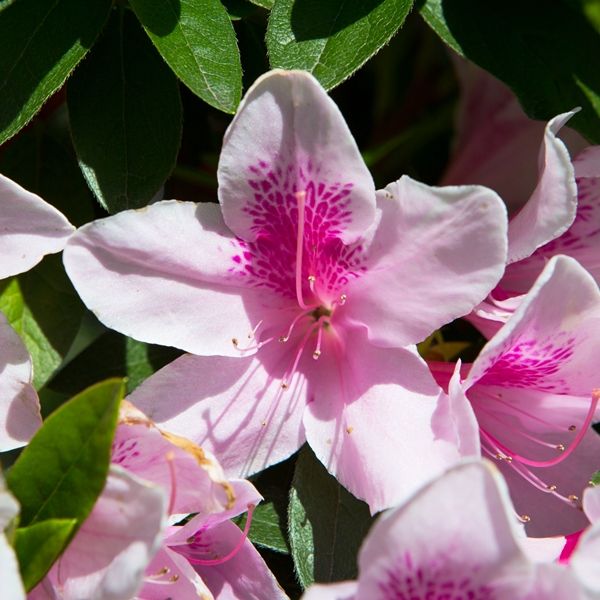 Azalea indica 'Alphonse Anderson'