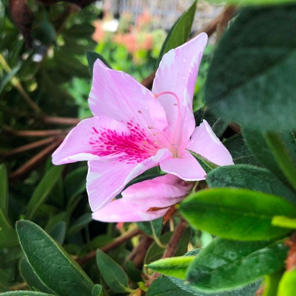 Azalea indica 'Alphonse Anderson'