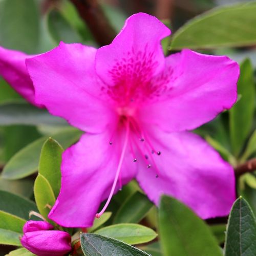 Azalea indica 'Magnifica Rosea'