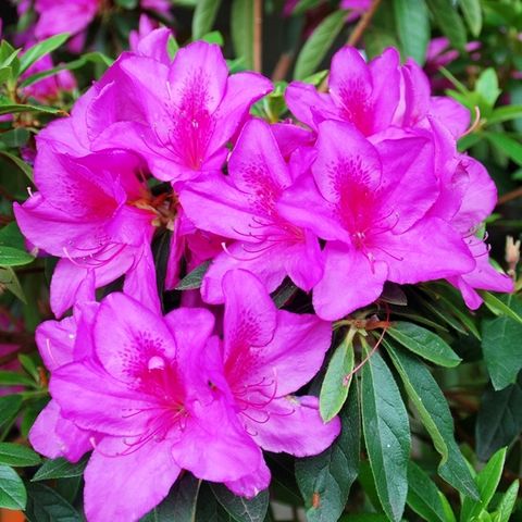 Azalea indica 'Magnifica Rosea'