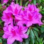 Azalea indica 'Magnifica Rosea'