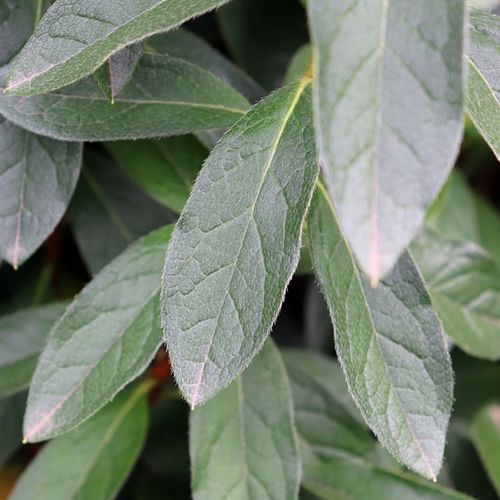 Azalea indica 'Magnifica Rosea'