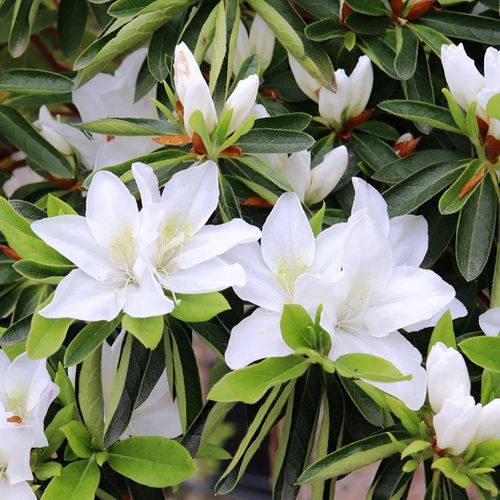 Azalea indica 'Ultimate White'