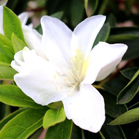 Azalea indica 'Ultimate White'