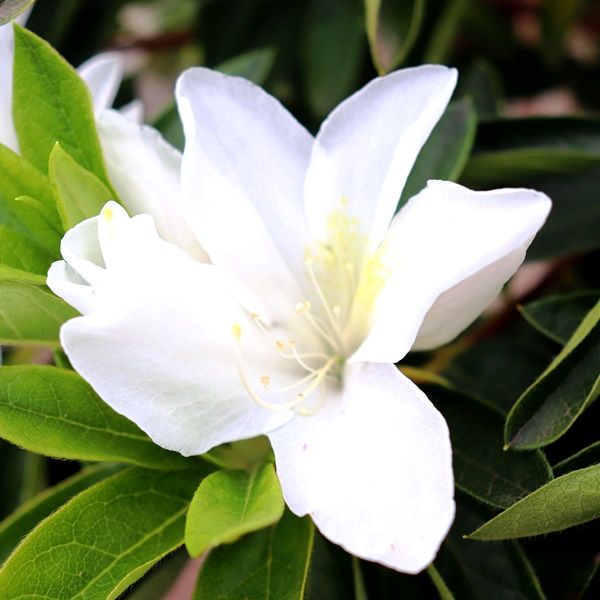 Azalea indica 'Ultimate White'