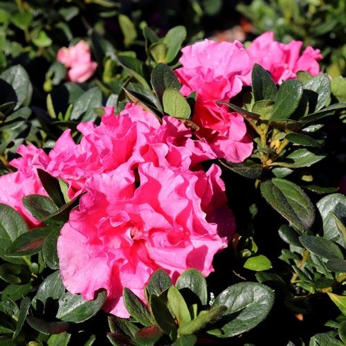 Azalea 'Luci'