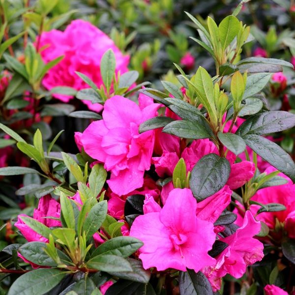 Azalea 'Madelaine'