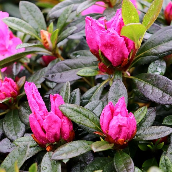 Azalea 'Madelaine'