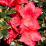 Azalea 'Scarlet Dragon'