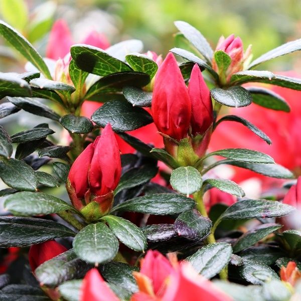 Azalea 'Scarlet Dragon'