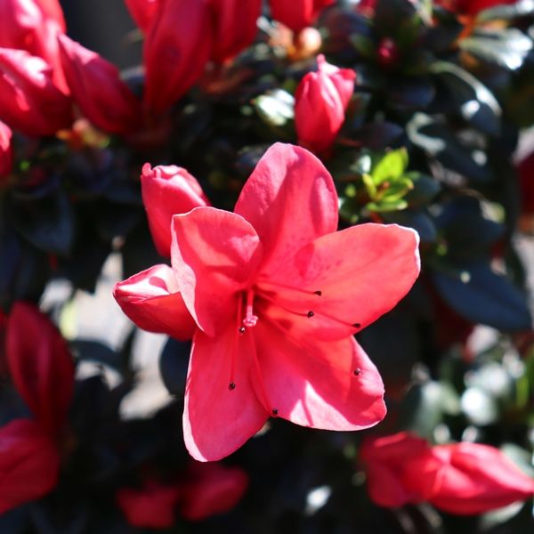 Azalea 'Scarlet Dragon'