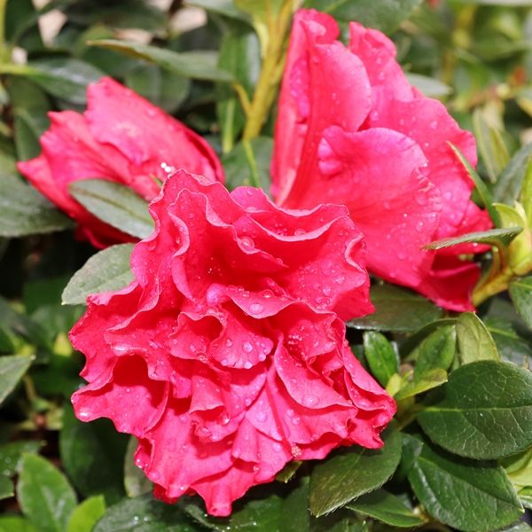 Azalea 'Super Red'