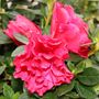 Azalea 'Super Red'