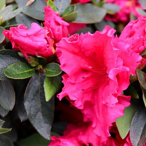 Azalea 'Red Wing'