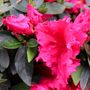 Azalea 'Red Wing'