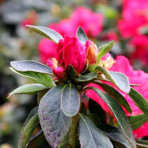 Azalea 'Red Wing'