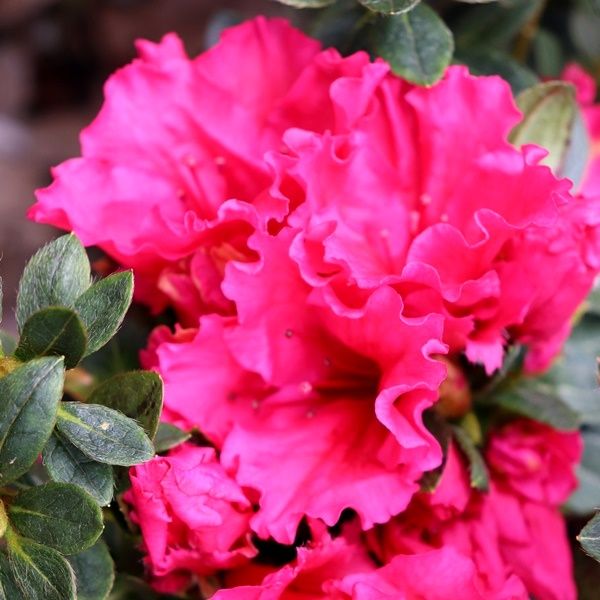 Azalea 'Red Wing'