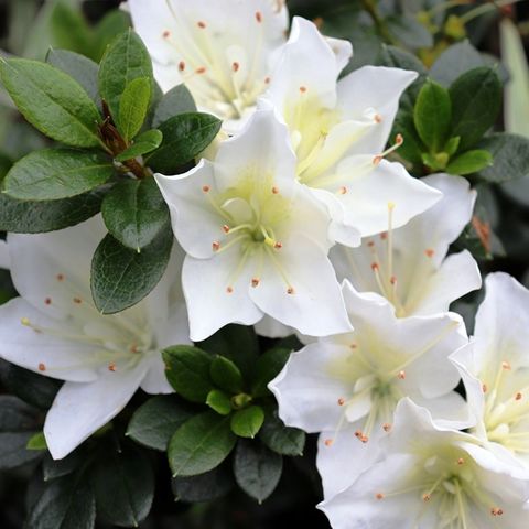 Azalea 'White Dragon'