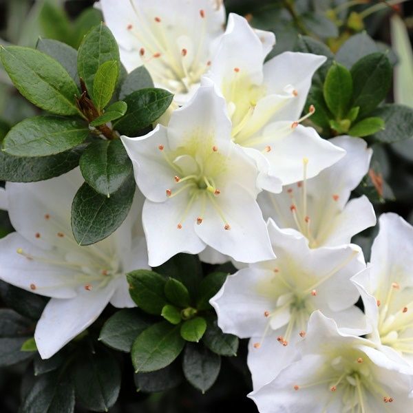 Azalea 'White Dragon'