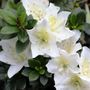 Azalea 'White Dragon'