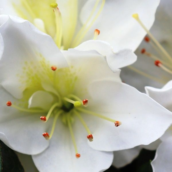 Azalea 'White Dragon'