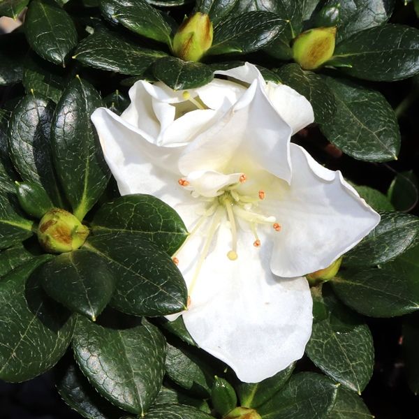 Azalea 'White Dragon'