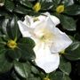 Azalea 'White Dragon'