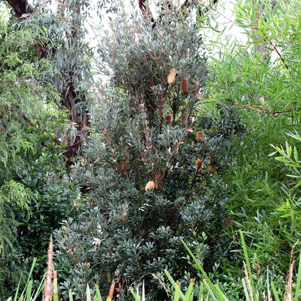 Banksia integrifolia 'Sentinel' pbr