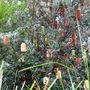 Banksia integrifolia 'Sentinel' pbr