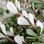 Banksia integrifolia 'Sentinel' pbr