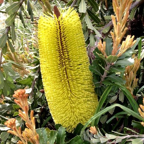 Banksia praemorsa 'High Noon'