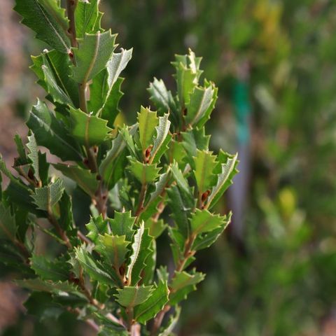 Banksia praemorsa 'Red Dawn'