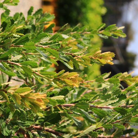 Banksia praemorsa 'Red Dawn'